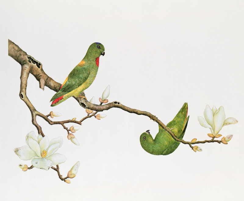 Blue-crowned parakeet, hanging on a magnolia branch a Anonimo