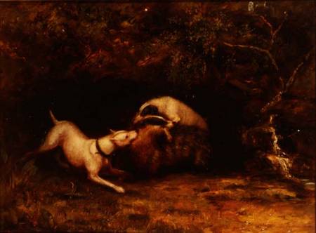 Dogs Baiting a Badger a Anonimo