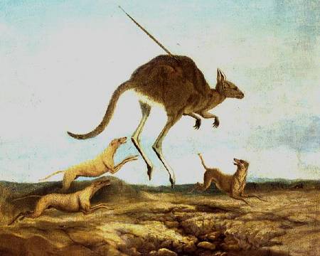Kangaroo Hunting a Anonimo