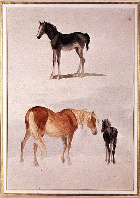Mares and foals a Anonimo