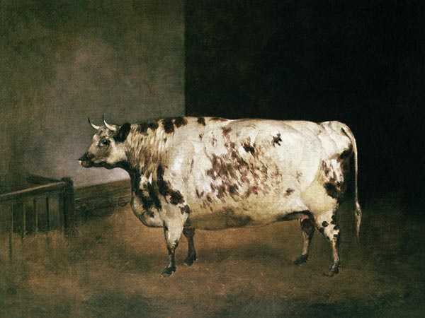 Shorthorn Cow a Anonimo