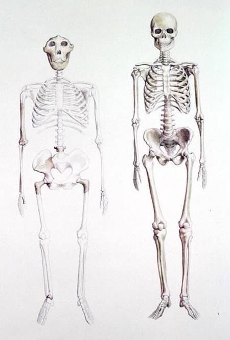 Skeletons of Australopithecus Boisei and Homo Sapiens a Anonimo