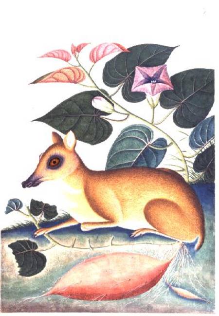 Study of a Mouse Deer by a Flowering Sweet Potato Plant, Company School a Anonimo