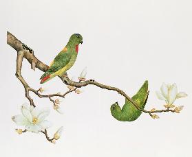 Blue-crowned parakeet, hanging on a magnolia branch