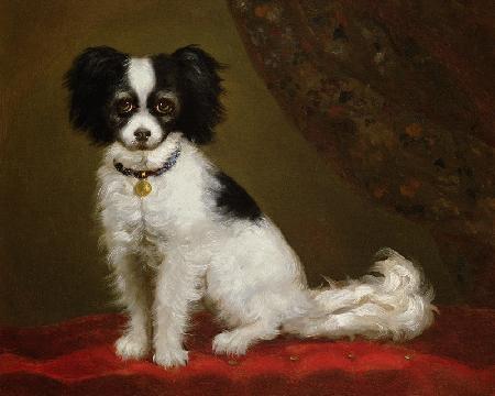 Portrait of a Spaniel