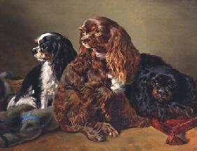 King Charles Spaniels