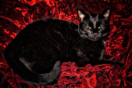 Black Cat in Regal Repose