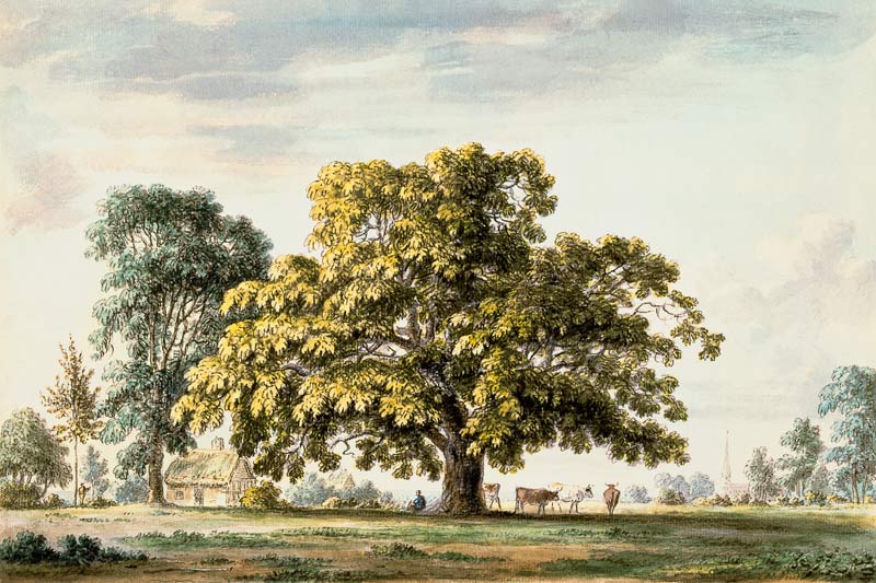 A Walnut Tree at Denton, near Grantham  and a Anthony Devis
