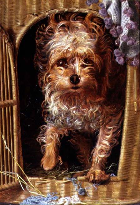 Darby, a Yorkshire Terrier a Anthony Frederick Augustus Sandys