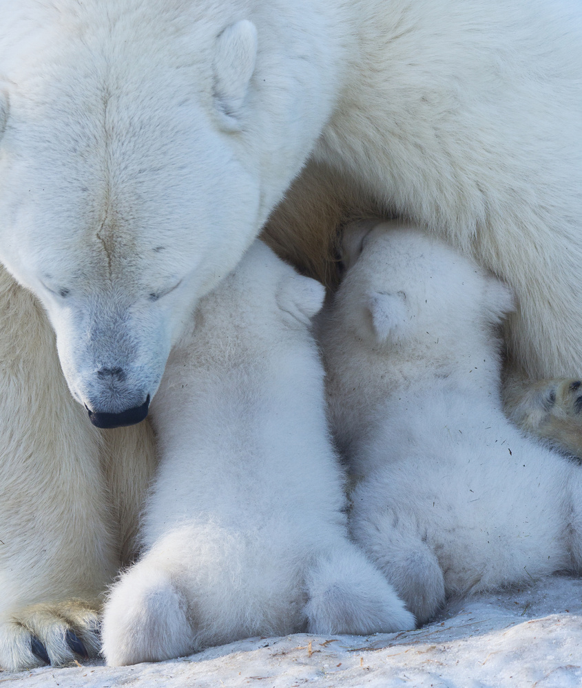 Polar bear mom feeding twins cub a Anton Belovodchenko