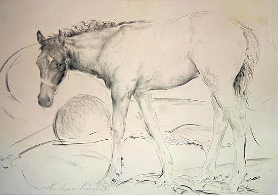 Horse at Coolmore, 1990 (charcoal on paper)  a Antonio  Ciccone