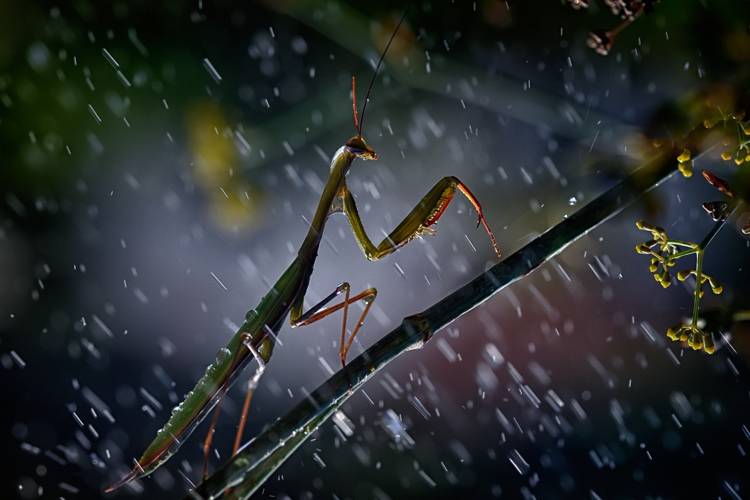 Mantis in the rain a Antonio Grambone