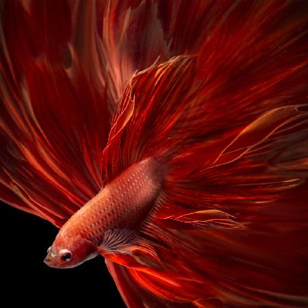 Red Fire Bettafish