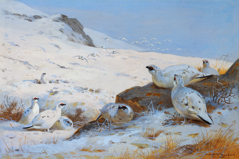 Alpenschneehühner a Archibald Thorburn