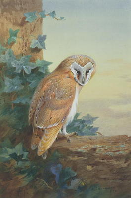 Barn Owl, 1916 (watercolour on paper) a Archibald Thorburn