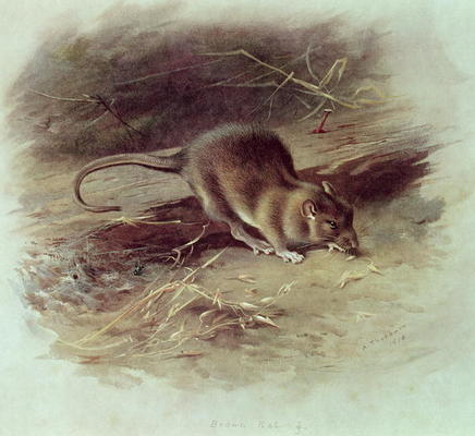 Brown Rat (Rattus norvegicus) 1918 (coloured engraving) a Archibald Thorburn