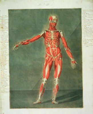 Superficial Muscular System of the Front of the Body, plate 4 from a complete course of anatomy with a Arnauld Eloi Gautier D'Agoty