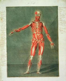 Superficial Muscular System of the Front of the Body, plate 4 from a complete course of anatomy with