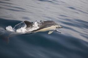 Common Dolphin