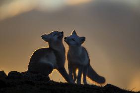 Arctic Fox