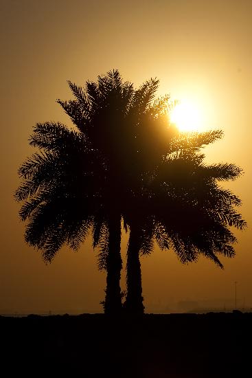 Sonnenaufgang in Katar a Arno Burgi