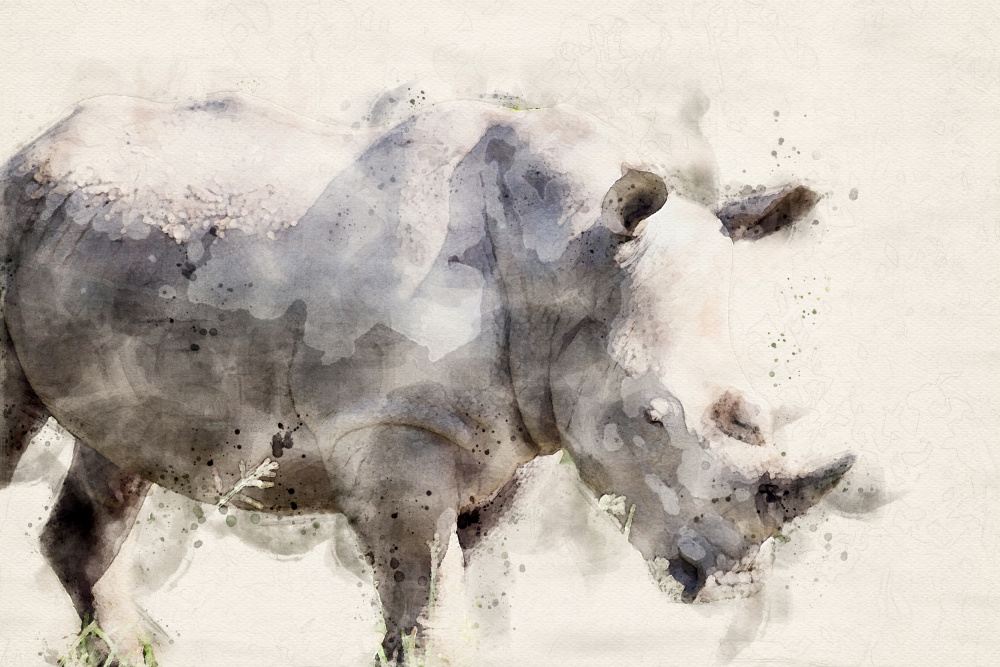 Abstract African Rhinoceros Watercolor Art a Arno Du Toit