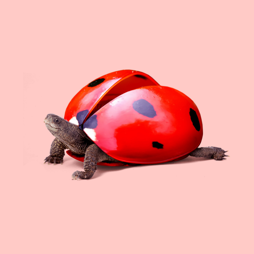 Ladybug Turtle a Artem Pozdniakov