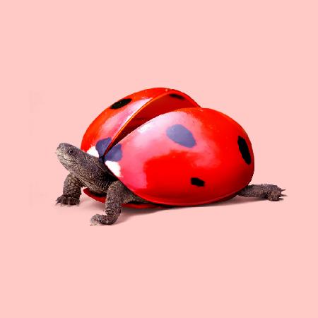 Ladybug Turtle