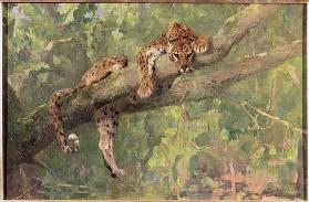 A Resting Leopard