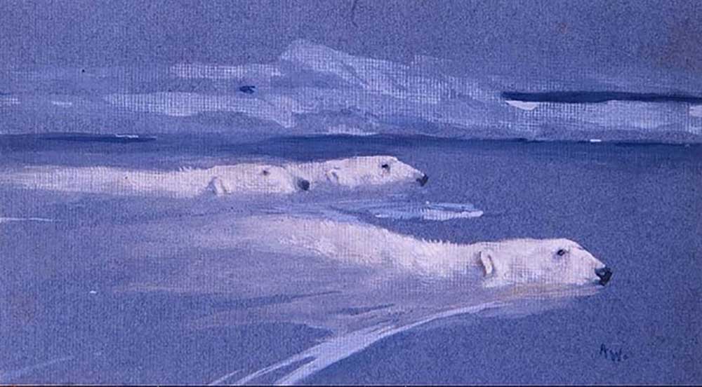 Polar Bears swimming a Arthur Wardle