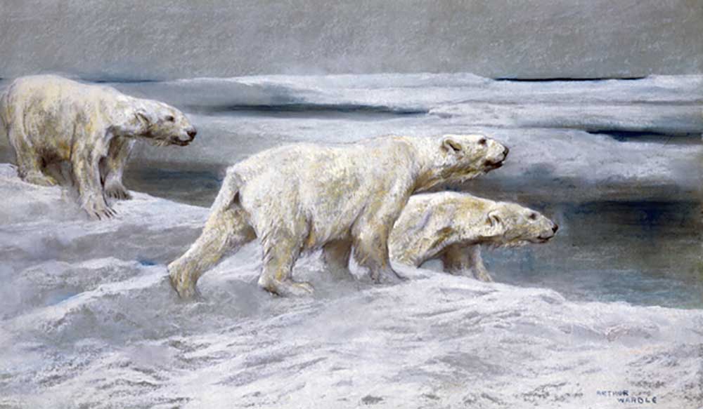 Polar Bears, c.1900 a Arthur Wardle