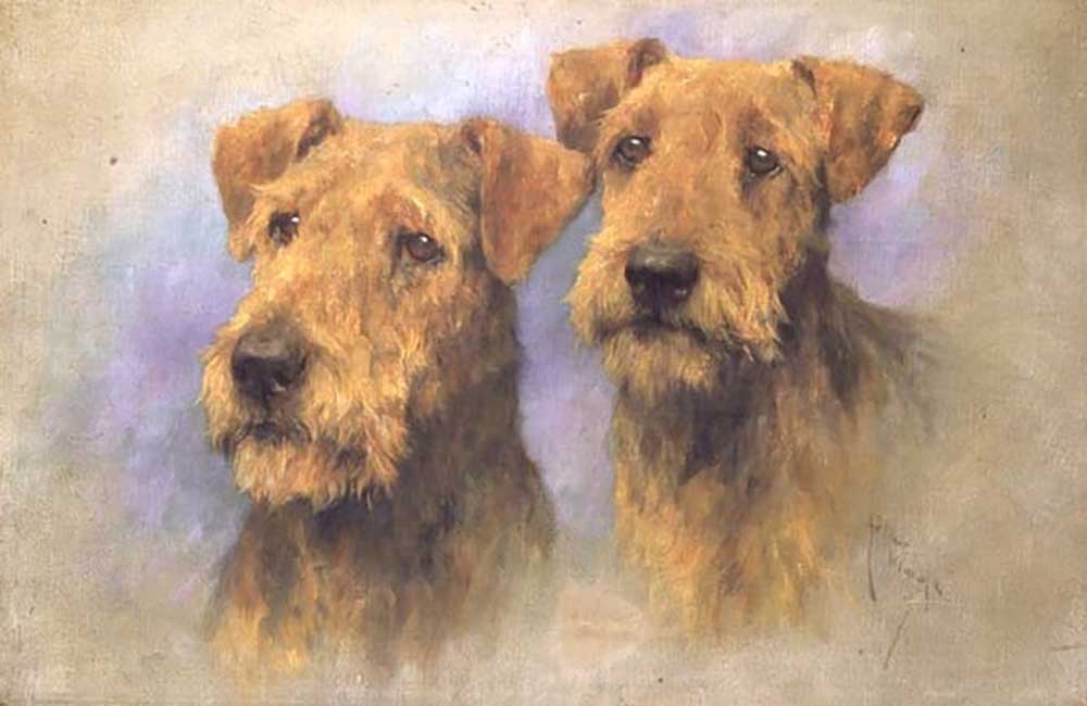 Portrait of Two Lakeland Terriers a Arthur Wardle
