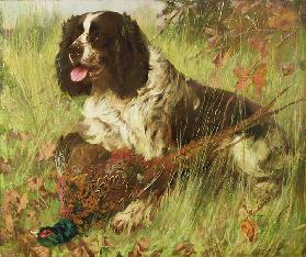 Springer Spaniel with Pheasant