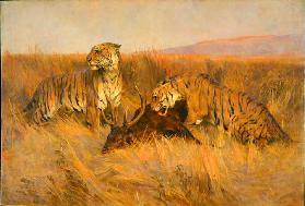 Tigers at Kill