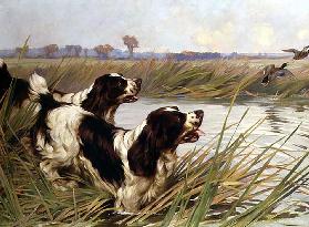 Two Springers Chasing Mallard Ducks