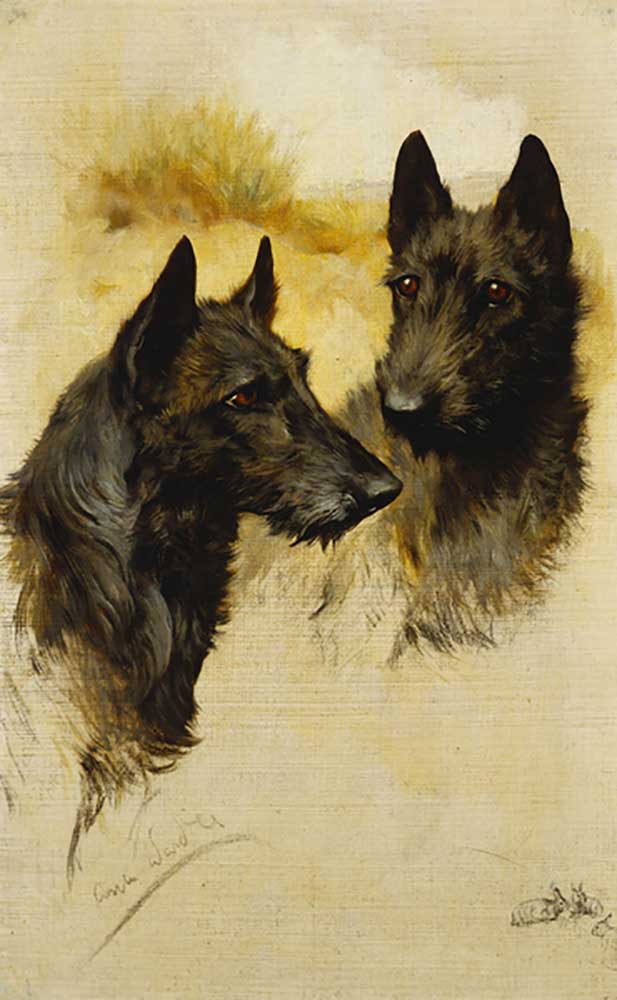 Two Scottish Terriers a Arthur Wardle