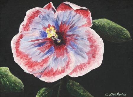 Hibiscus by Ann DesRoches