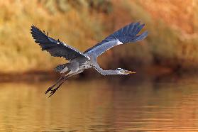 Ardea cinerea