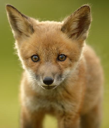 Red Fox Cub