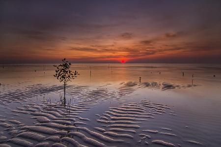 A Tree In The Sand