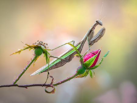 Rose lover