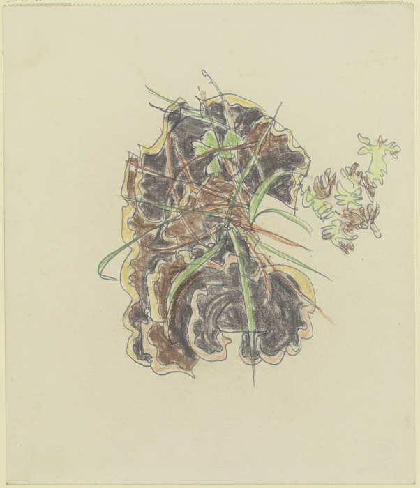 Study of plants a August Babberger