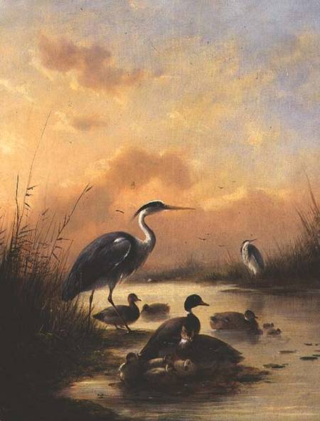 A family of Mallard and two Herons (pair of 77887) a Augustus Knip