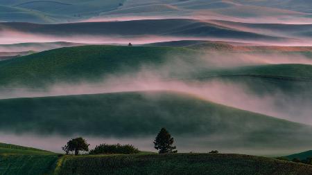 Misty Field