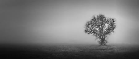 In the fog and in the middle of the fields