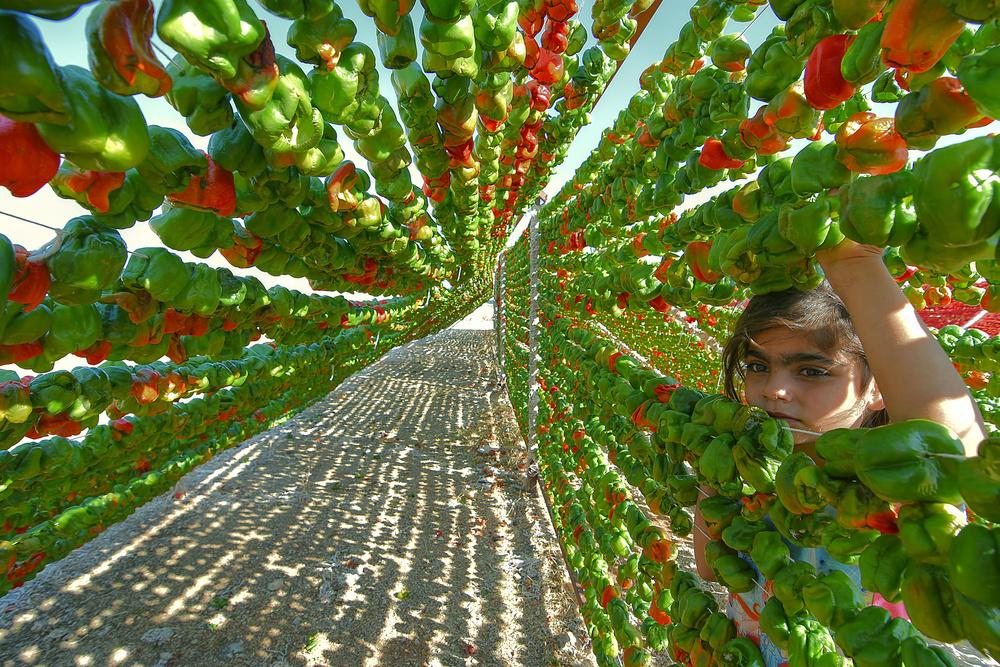 pepper harvest a Aylin Erozcan