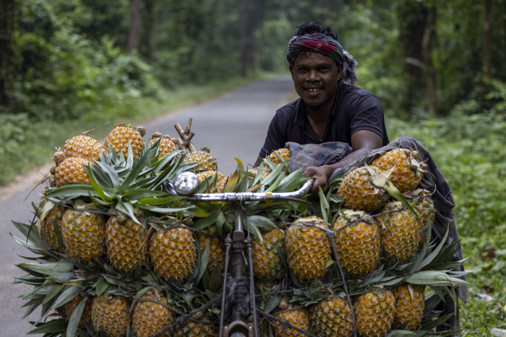 Pineapple farmer a Azim Khan Ronnie