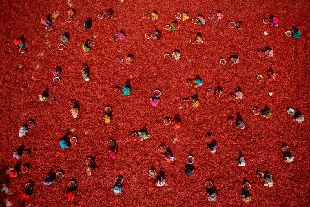 Women picking red chilies