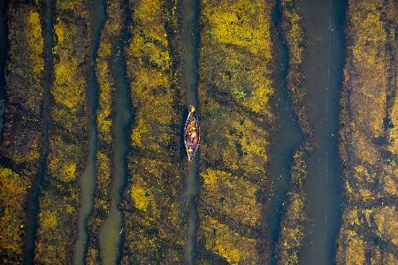 Green algae lake