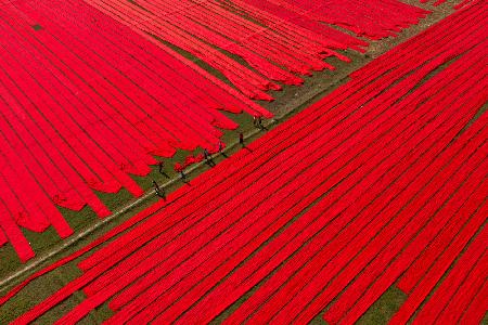 Childhood on red fabrics